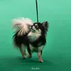 rubyanlochihuahuas