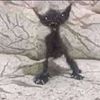 felis_leoo