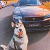 jdm_king_of_road