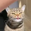 inimcaa