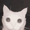 ambycatz