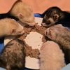 madelinesferrets