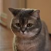 whiskers_paws_tails_pets