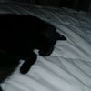 crazy_cat_lady85