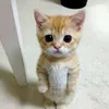 jamils_w