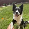 nellie_bordercollie