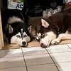 kenai.prada