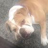 angel_poops8090