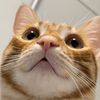 the.mighty.mittens1