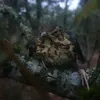 ethvalia