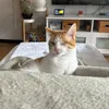 rosabbab