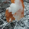 thehirsch