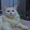 meowiiijuls