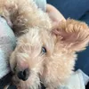 pthydng