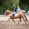 laras_horses_