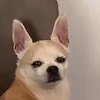 sofiapperlman