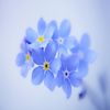 forgetmenot.s
