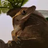 sam_the_gecko