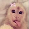 abbyv883