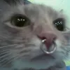 h3ll_kitty