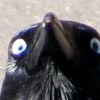 crows_cause