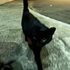 gixvvnna