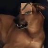 darealmac_