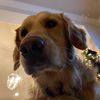 tinycookie18