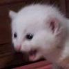 fleabag.exe