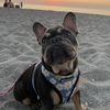 boujeethefrenchie14