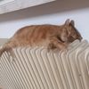 just_me_andcats