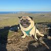 hulkthepug0