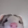 qpwoool