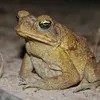mumuec_