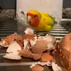 federio