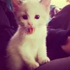 chlorozalisci