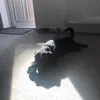 trick87