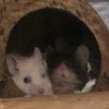 uh.oh.a.rat