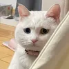 nsnshsusisi
