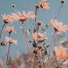 fleure596