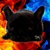 baksis.da.frenchie