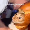 charlie.exe_has.stopped