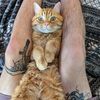 stevetheorangefairycat