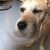 rhythedog