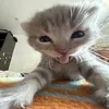 ta.od.orangee