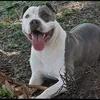 tyson_loquillo