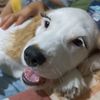 cielitolacockerspaniel