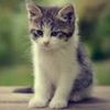 kittyluvr67206
