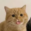 gab.xcx