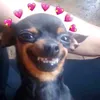 jigssawwssh